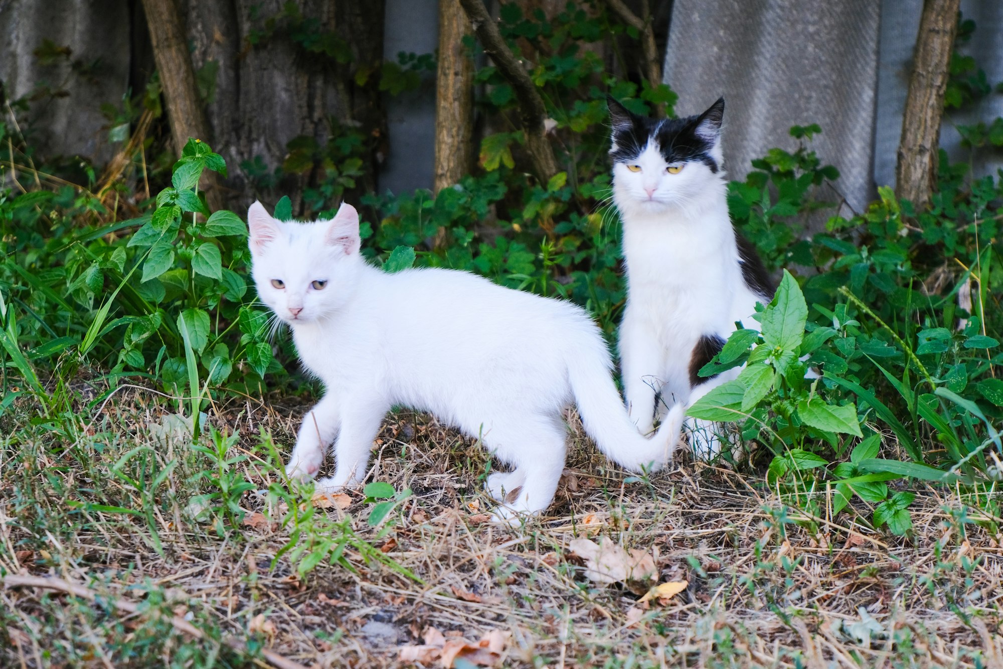 Funny black and white cats. Countryside and farming. Pets day. Friendship and relationship.