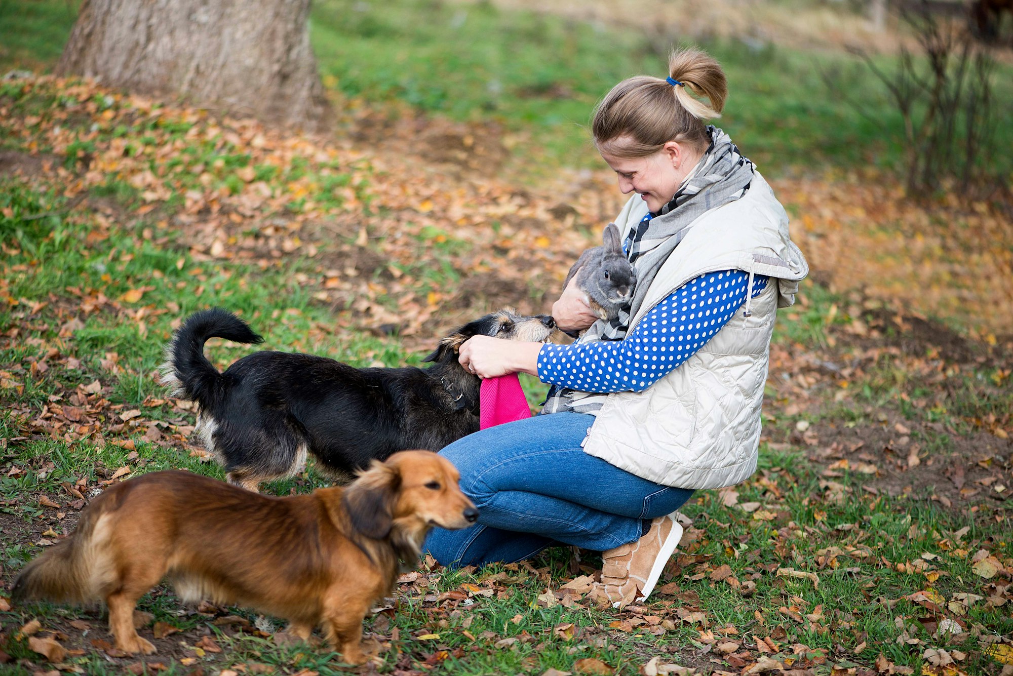 Happy young woman farmer hugging the dogs and gray rabbit in the farm backyard