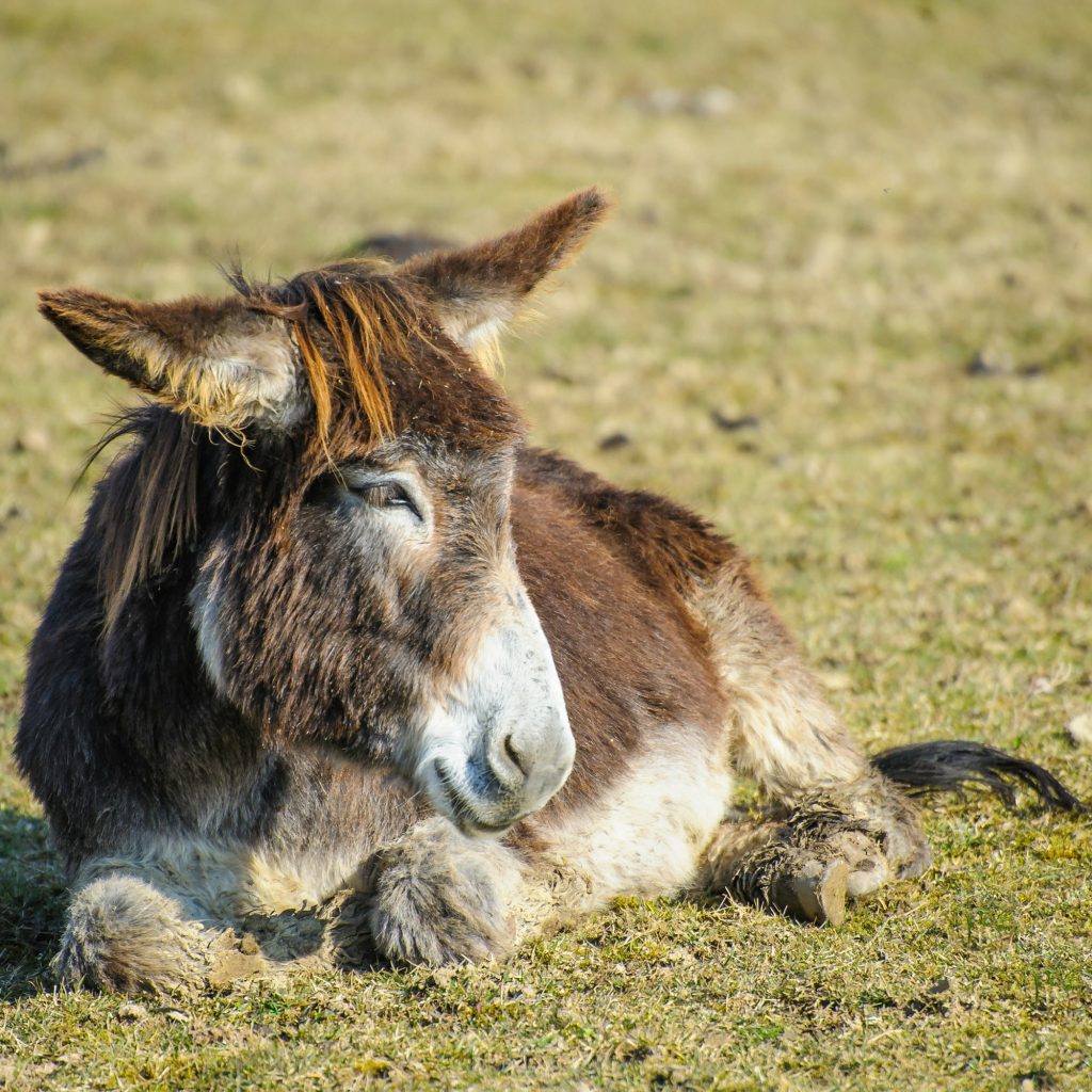 Portrait of a donkey