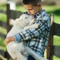 boy-with-lamb-on-the-farm-PD934BP.jpg